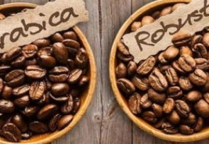 HOW TO DISTINGUISH ARABICA AND ROBUSTA COFFEE